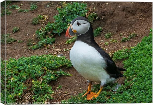 A Tory Island Puffin Canvas Print by kenneth Dougherty