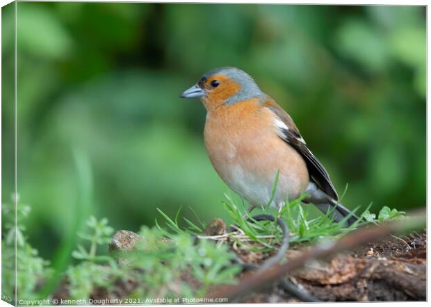 Male Chaffinch. Canvas Print by kenneth Dougherty
