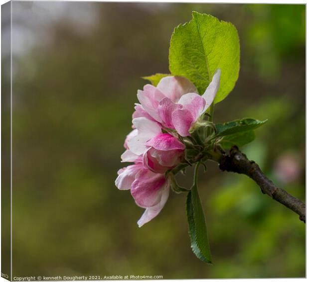 Apple blossom Canvas Print by kenneth Dougherty