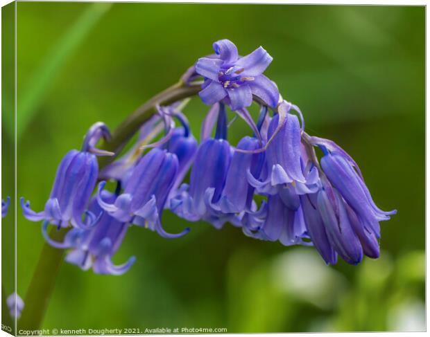 bluebells Canvas Print by kenneth Dougherty