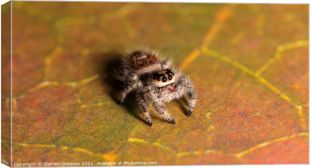 Jumping Spider Canvas Print by Darren Greaves