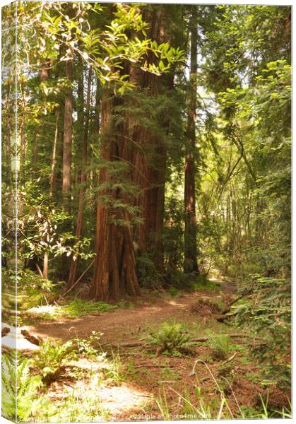 Path Through the Redwoods Canvas Print by Sam Robinson