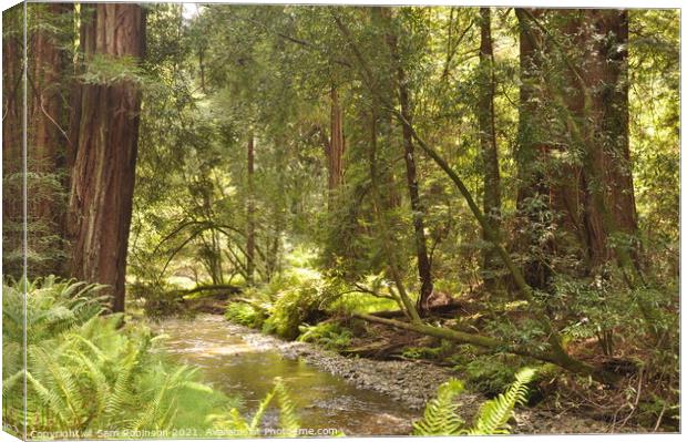 River Through the Redwoods Canvas Print by Sam Robinson