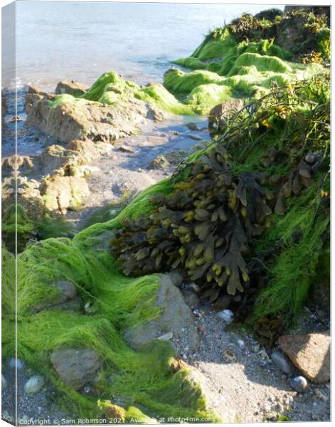 Bright Green Seaweed Covered Rock Canvas Print by Sam Robinson
