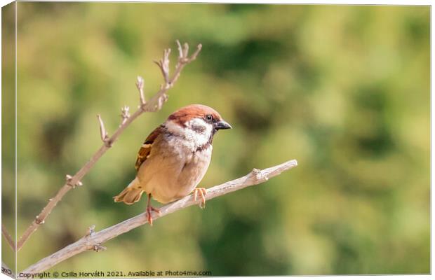 A small sparrow perched on a tree branch Canvas Print by Csilla Horváth