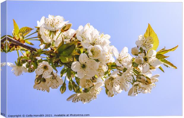 Blossoming sour cherry tree Canvas Print by Csilla Horváth