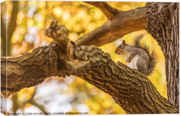 Small squirrel sitting on a tree Canvas Print by Csilla Horváth