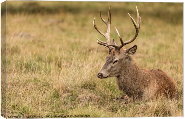 A deer sleeping in a grassy field Canvas Print by Csilla Horváth