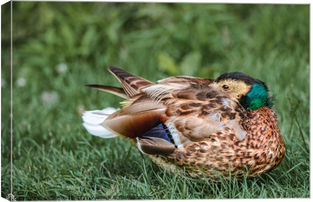 Resting duck Canvas Print by Csilla Horváth