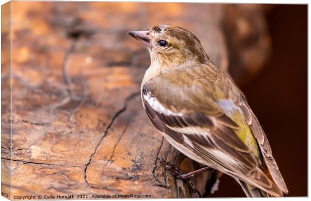 Little bird resting on a piece of wood Canvas Print by Csilla Horváth