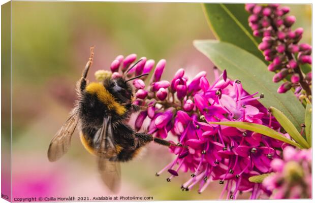 Bumblebee collecting pollen on pink flower Canvas Print by Csilla Horváth