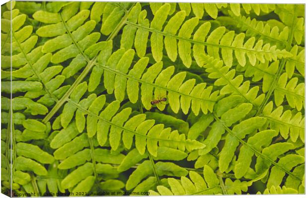 Small ant on green fern leaves Canvas Print by Csilla Horváth