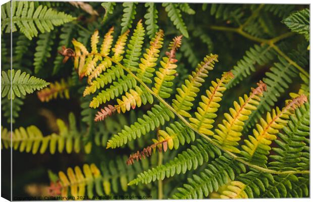 Fern leaf Canvas Print by Csilla Horváth