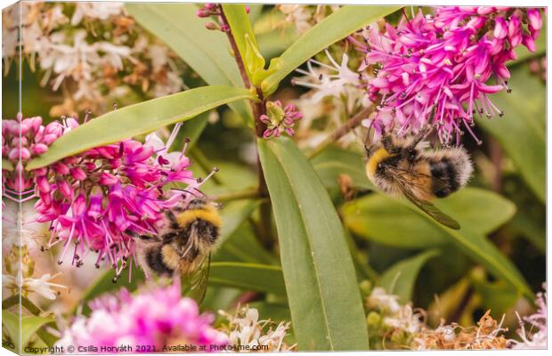 Bumblebees collecting pollen on pink flower Canvas Print by Csilla Horváth