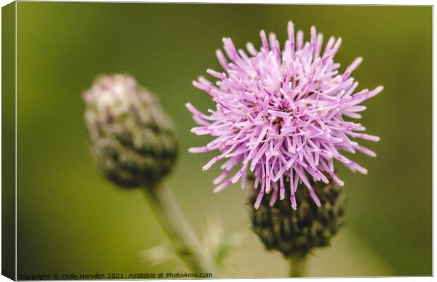 Purple flower with green background Canvas Print by Csilla Horváth