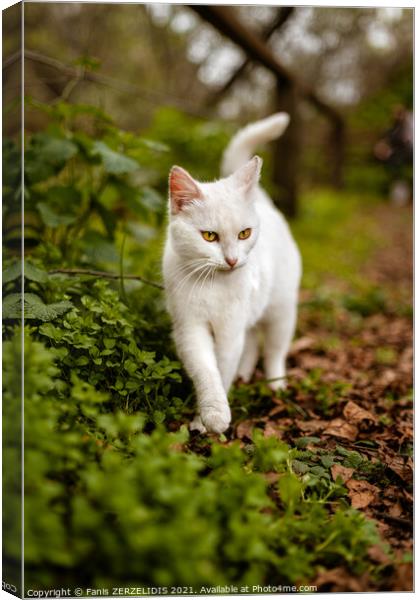 White cat in nature Canvas Print by Fanis Zerzelides
