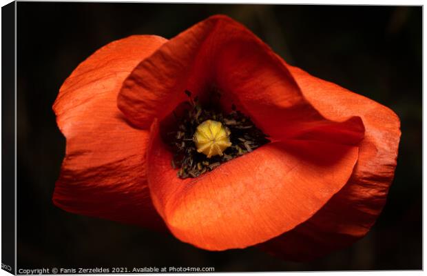 Tulip from above Canvas Print by Fanis Zerzelides