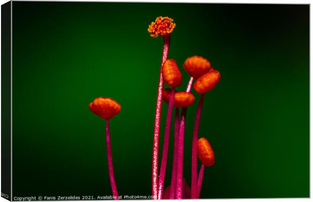 Pistil Macro Canvas Print by Fanis Zerzelides