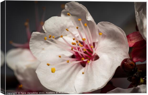 Almond Bloom Canvas Print by Fanis Zerzelides