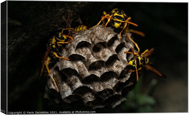 Wasp Nest Canvas Print by Fanis Zerzelides