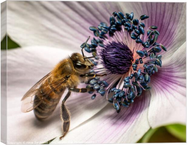 A bee attracted Canvas Print by Fanis Zerzelides