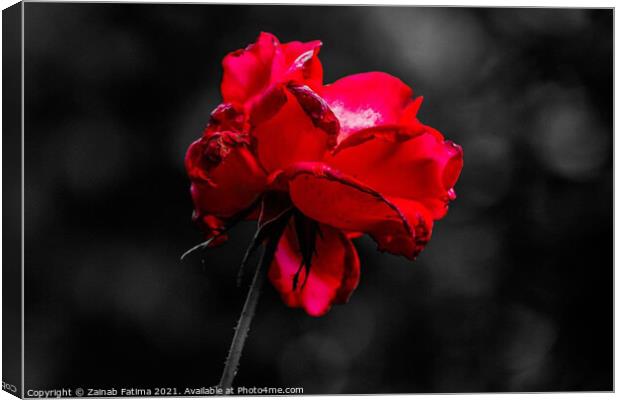 Red Rose Canvas Print by Zainab Fatima