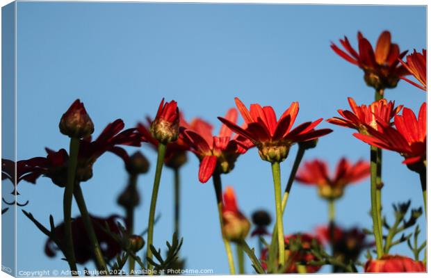Red Daisies  Canvas Print by Adrian Paulsen