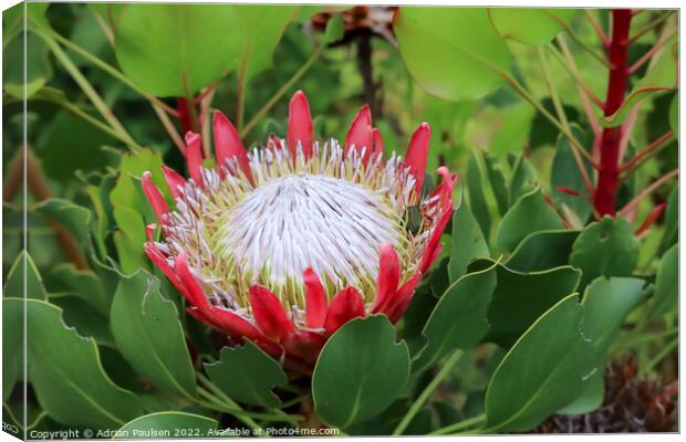 Large red Protea Canvas Print by Adrian Paulsen