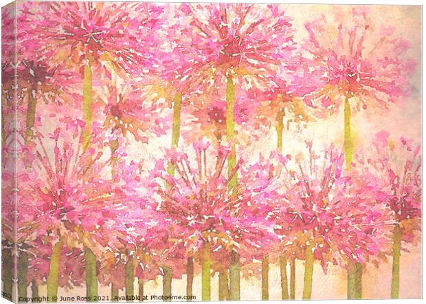 Painterly Pink Alliums Canvas Print by June Ross