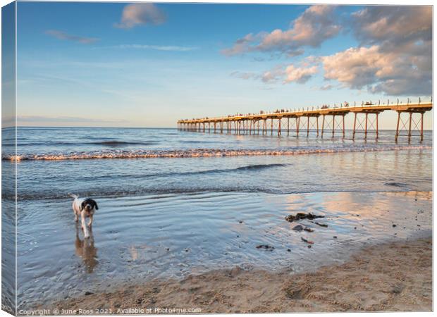 Doggy Paddling at Saltburn-by-the-Sea Canvas Print by June Ross