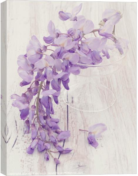 Wisteria Still Life Canvas Print by June Ross