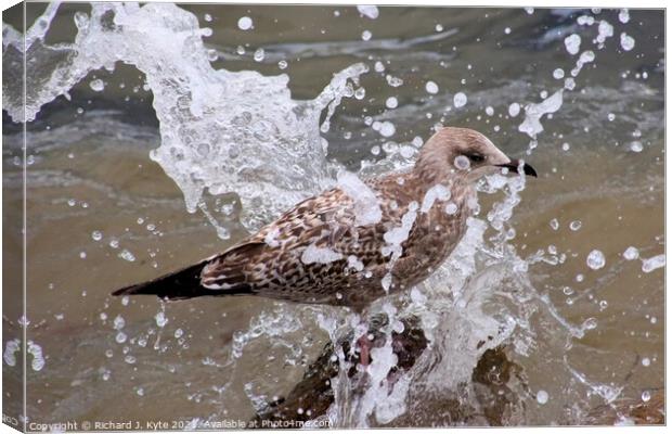 Seagull gets a Soaking Canvas Print by Richard J. Kyte