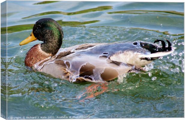 Water off a Duck's Back Canvas Print by Richard J. Kyte
