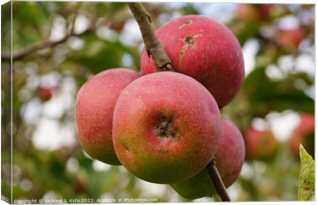 Apples growing in a Orchard Canvas Print by Richard J. Kyte