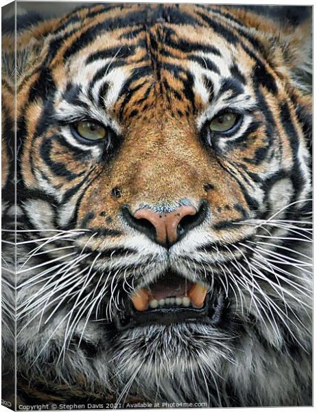 Tiger  Canvas Print by Stephen Davis