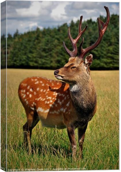 A magnificent stag Canvas Print by Stephen Davis