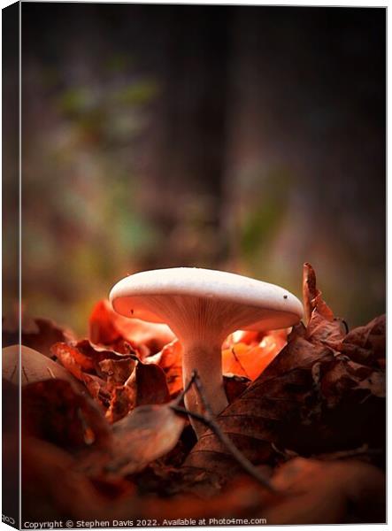 Woodland Fungi in evening light Canvas Print by Stephen Davis