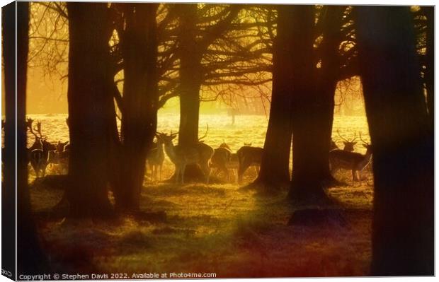 Deer at sunrise Canvas Print by Stephen Davis