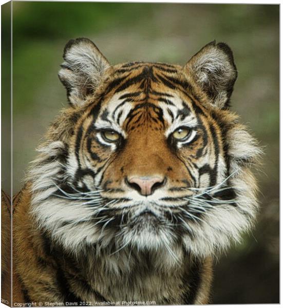 Sumatran Tiger Canvas Print by Stephen Davis