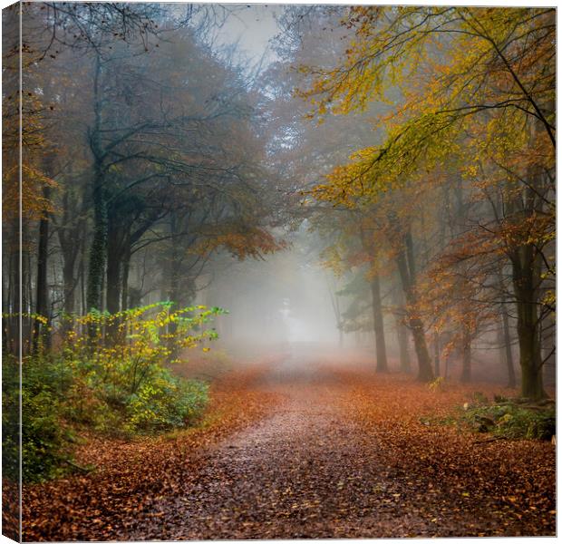 Early Morning Fog and Autumn Leaves Canvas Print by Alan Le Bon