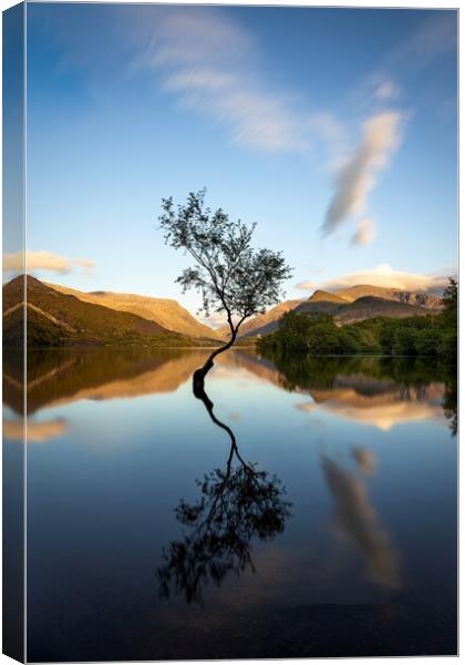 Evening at The Lone Tree, Llyn Padarn. Canvas Print by Alan Le Bon