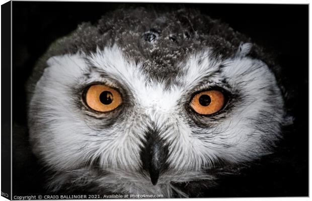 Young Snowy Owl Canvas Print by Craig Ballinger