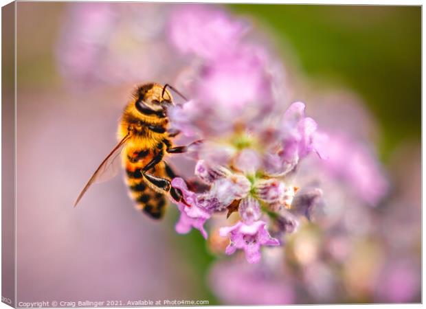 Bee on a lavender flower Canvas Print by Craig Ballinger