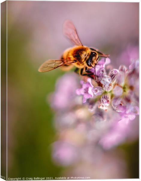Bee on Lavendar Canvas Print by Craig Ballinger