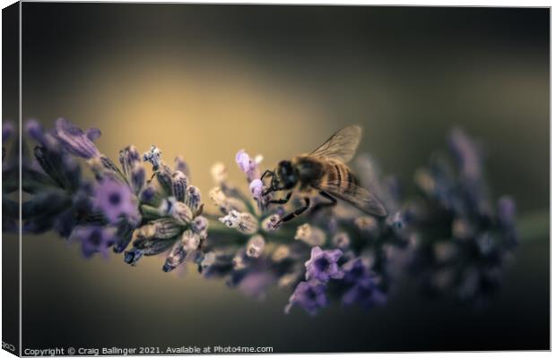 A close up of a Flower and a Bee Canvas Print by Craig Ballinger