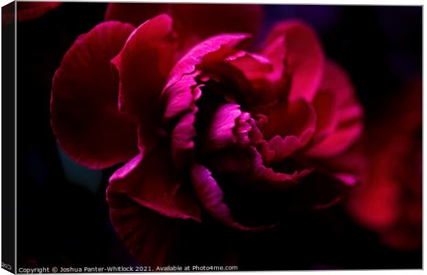 Red bloom Canvas Print by Joshua Panter-Whitlock