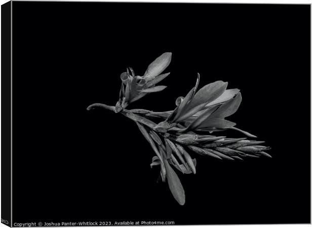 flower  Canvas Print by Joshua Panter-Whitlock