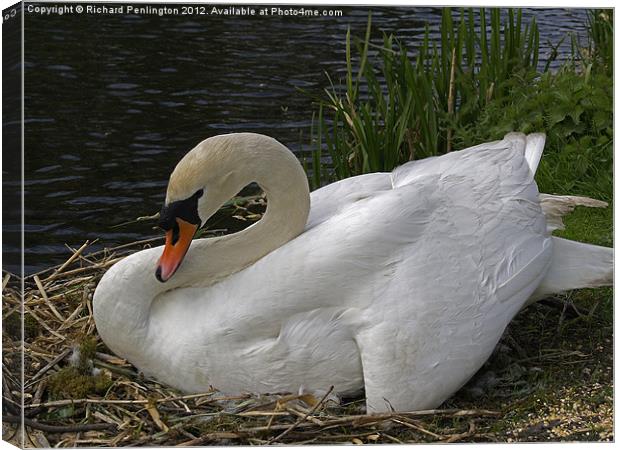 Nesting Swan Canvas Print by Richard Penlington
