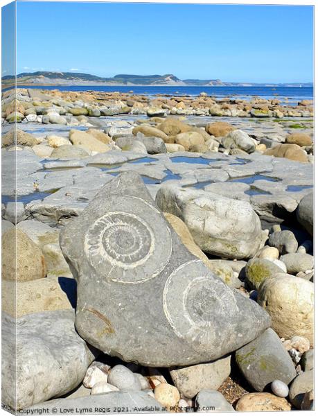 Large ammonite fossils Lyme Regis Canvas Print by Love Lyme Regis