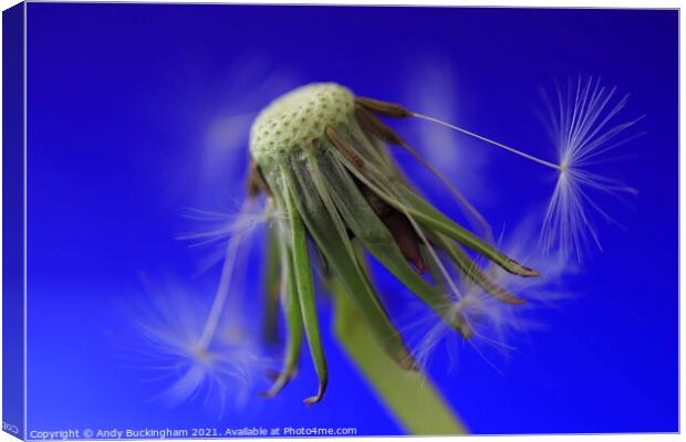 Dandelion losing its seeds Canvas Print by Andy Buckingham